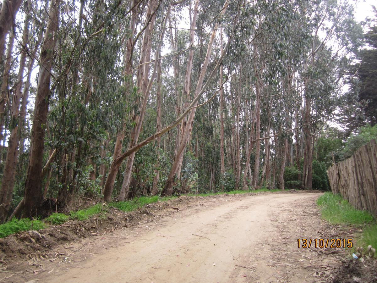 Tu Bosque Isla Negra